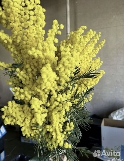 Мимоза с Абхазии