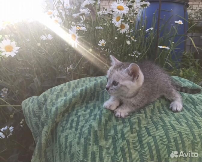 Отдам в добрые руки