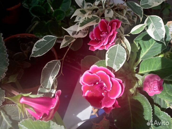 Глоксиния цветущая