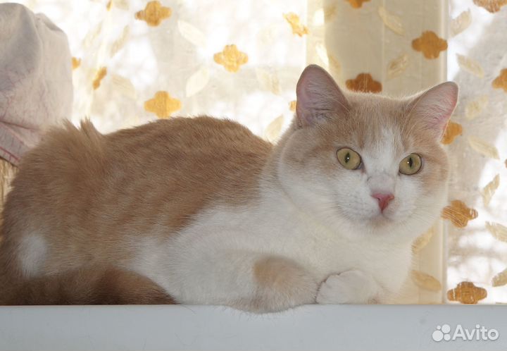 Красавец кот