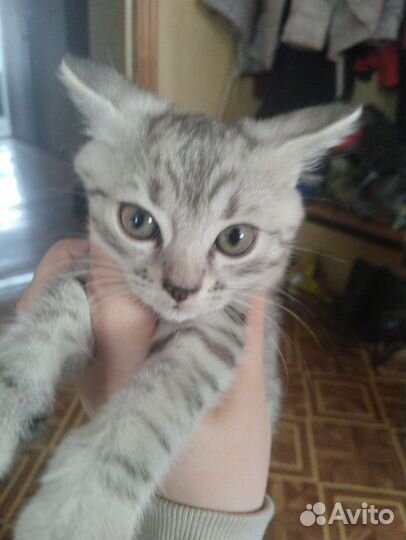 Котенок бесплатно
