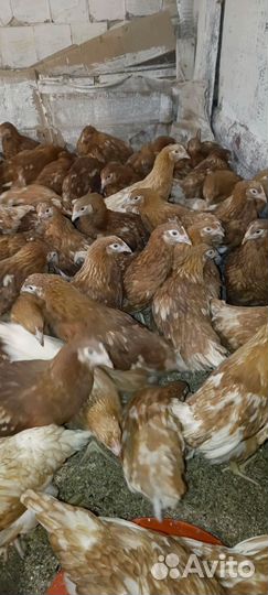 Молодки несушки