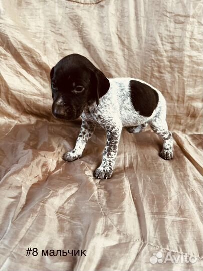 Щенки курцхаара