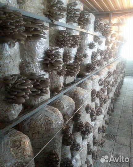 В дoмaшних уcловиях