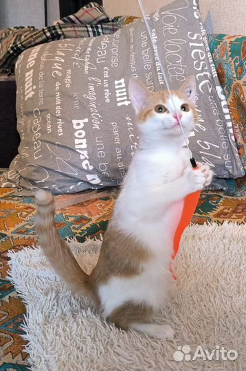 Котёнок девочка в ответственные ручки