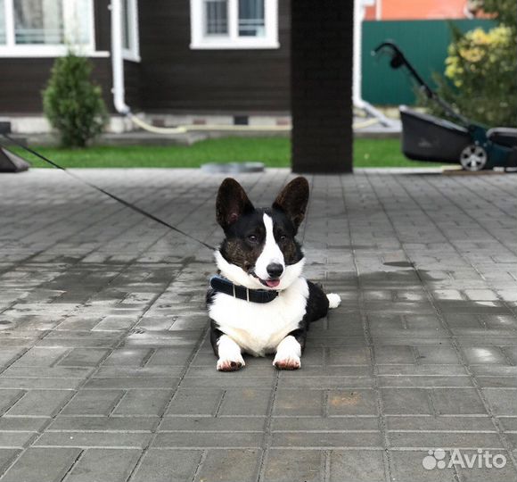 Кобель Вельш Корги Кардиган на вязку