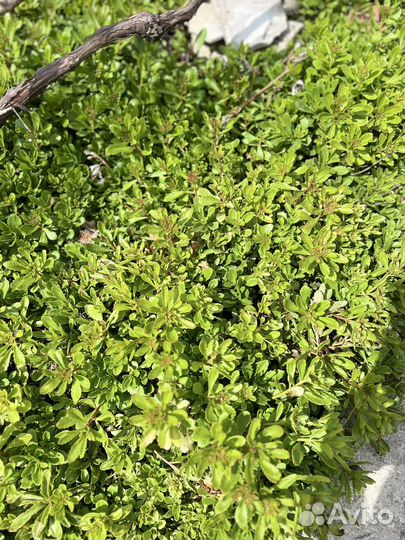 Очиток седум