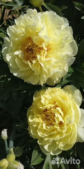 Гортензия на штамбе. Гортензии. Пионы