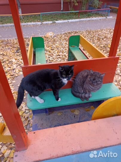 Котики пропадают на улице