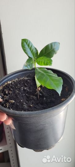 Кофе арабика растение