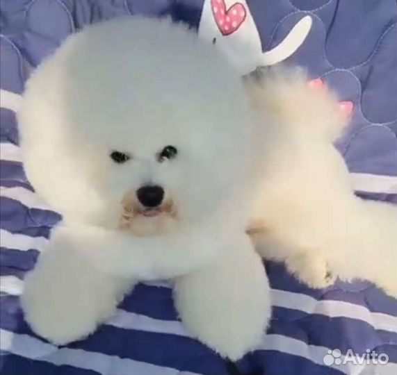 Болонка пудель