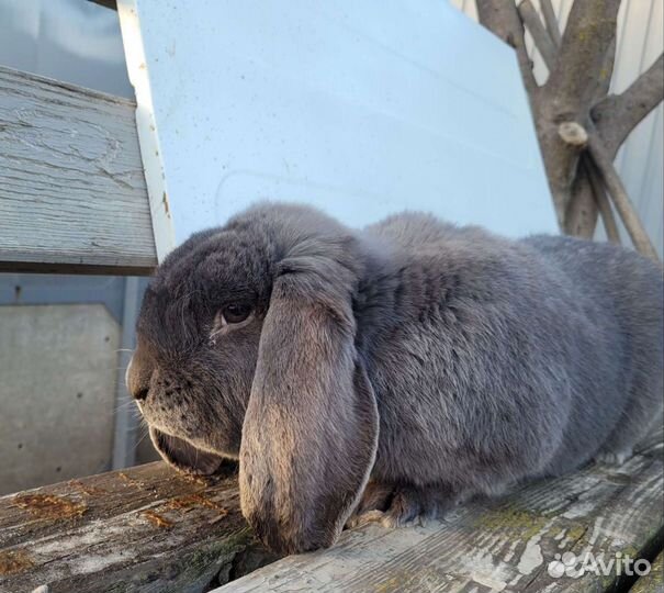 Французкий баран