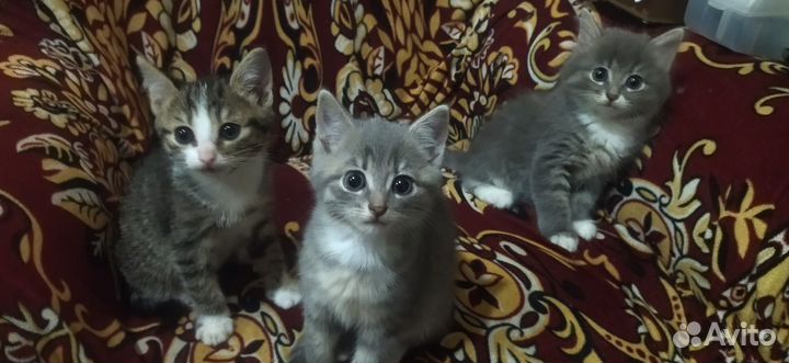 Котята в добрые руки