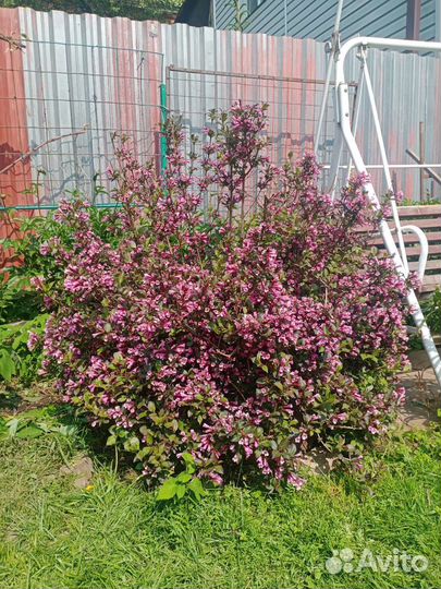 Вейгела саженцы