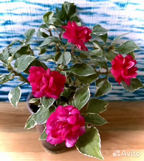 Бальзамин ванька мокрый сортовой махровый