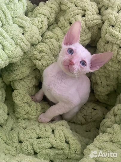 Котята корниш-рекс