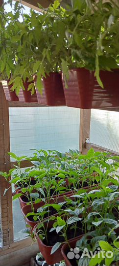 В продаже рассада