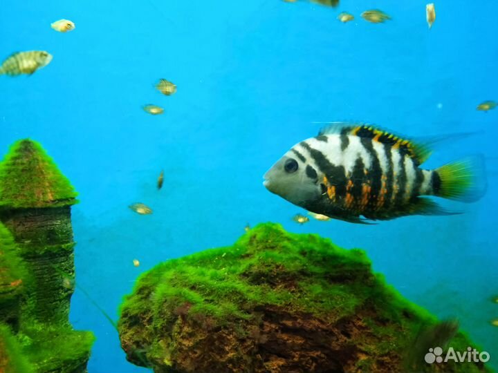 Аквариумные рыбки - цихлазома чернополосая