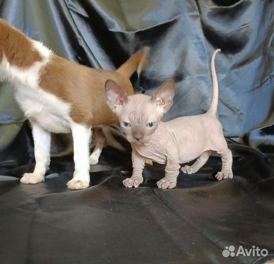 Канадский сфинкс.котики