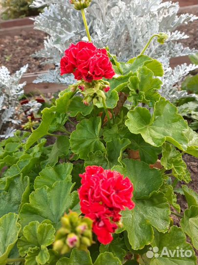 Пеларгонии, толстянка