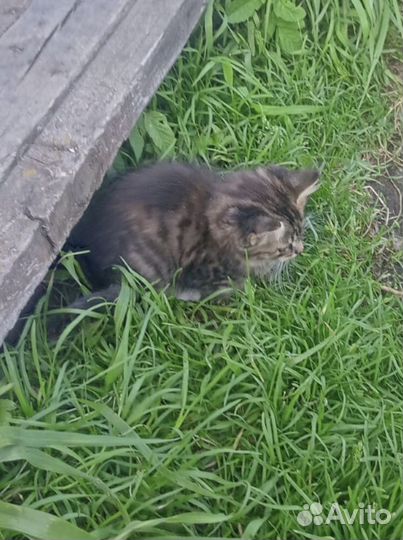 Котенок из деревни