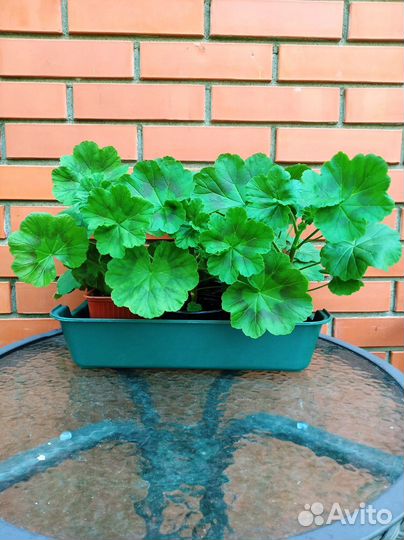 Пеларгония герань красная, белая, розовая