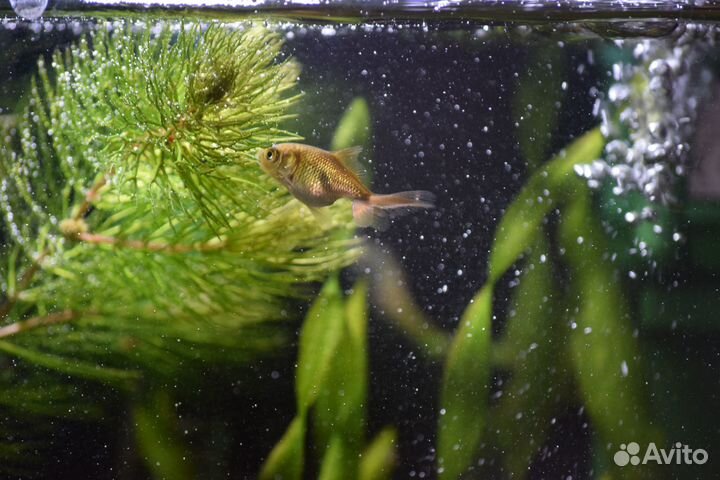 Золотая рыбка вуалехвост