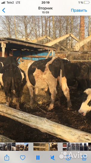 Домашние животные