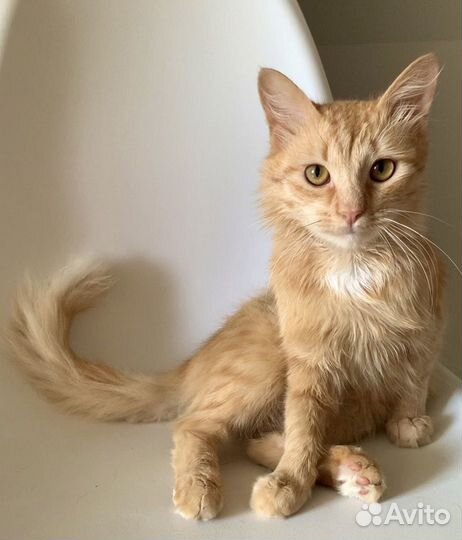 Солнечный котик Рыжик
