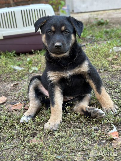 Щенок 1,5 мес