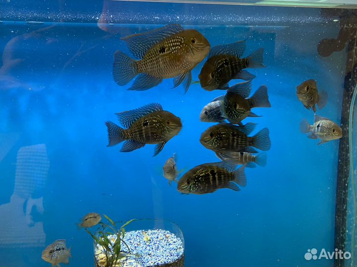 Акары бирюзовые, голубые акары