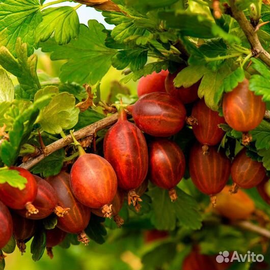 Крыжовник Белорусский красный - саженцы зкс