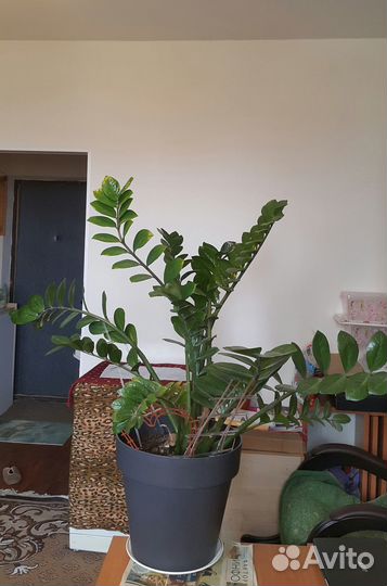 Большой комнатный цветок замиокулькас