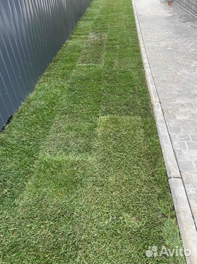 Рулонный газон /продажа/укладка