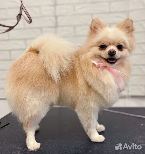 Шпиц вязка девочка