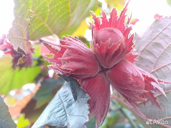 Фундук краснолистный (орешник). Саженцы