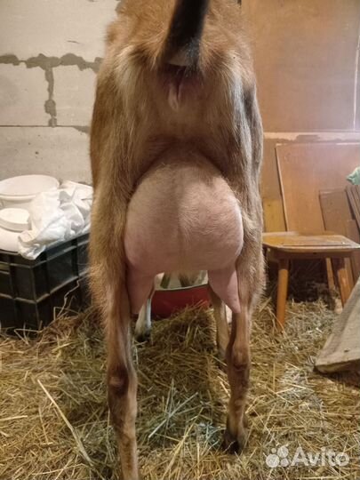 Козел ламанча