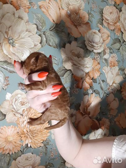 Мальтипу ф1f1 на -Июль-Август-сент беспл Бронь