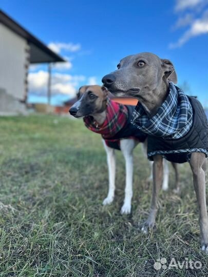 Попона для собаки