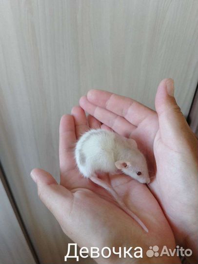 Крыса дамбо рекс