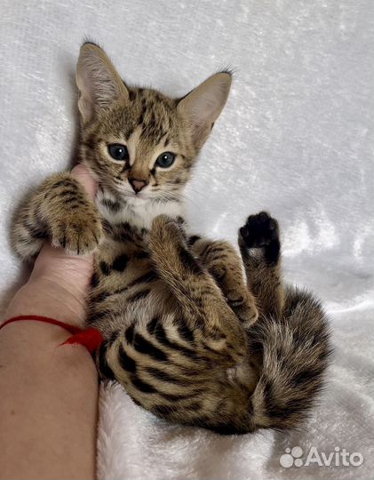 Саванна ф1 мальчик