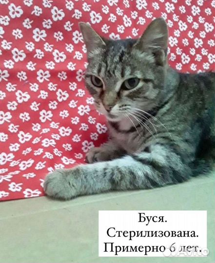 Кошка стерилизованная