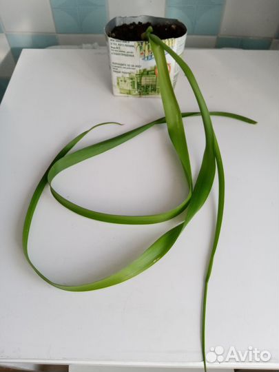 Индийский Лук -лечение хондрозов, артрозов