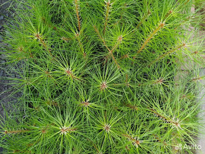 Сосна обыкновенная саженцы