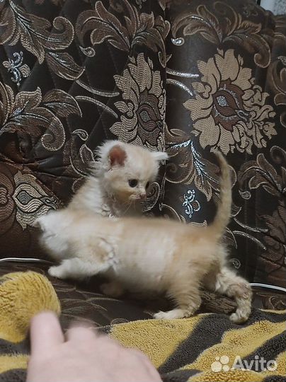 Котята