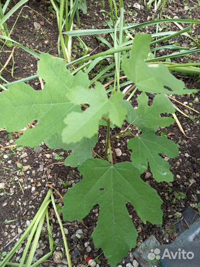 Саженец инжира