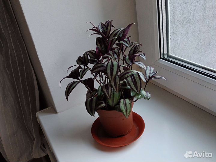 Традесканция зебрина