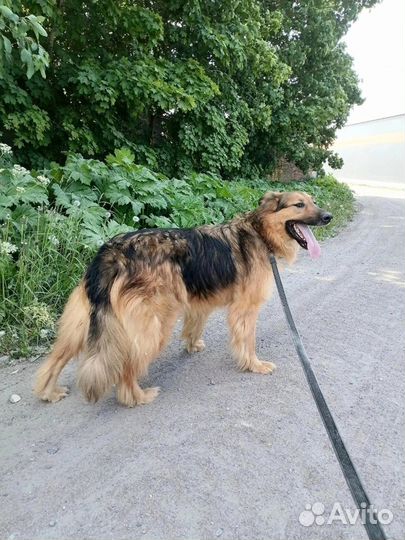 Кобель Боб в хорошую семью бесплатно