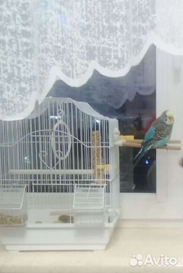 Передержка животных