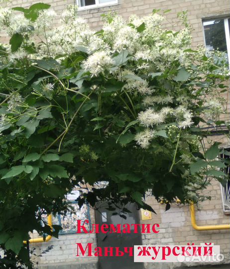 Садовые многолетники